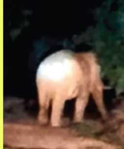 Elephants from Shivalik created havoc, destroyed sugarcane crop