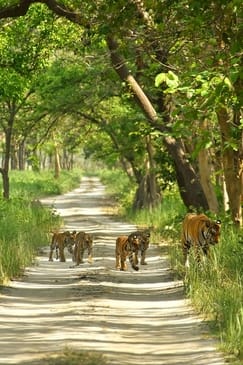 After a week, you will get the thrill of seeing tigers and rhinos roaming in the forest