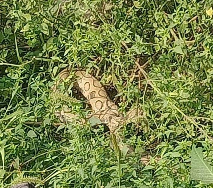 Russel Viper seen for the second time in two days, panic