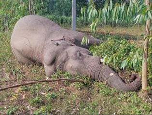 Elephant dies after being electrocuted by power line