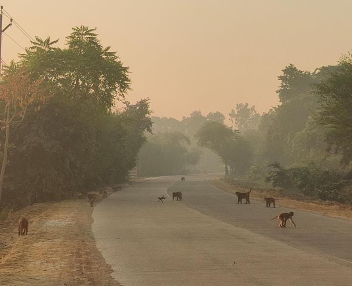 Stray dogs and monkeys wreak havoc, biting 350 people in a week