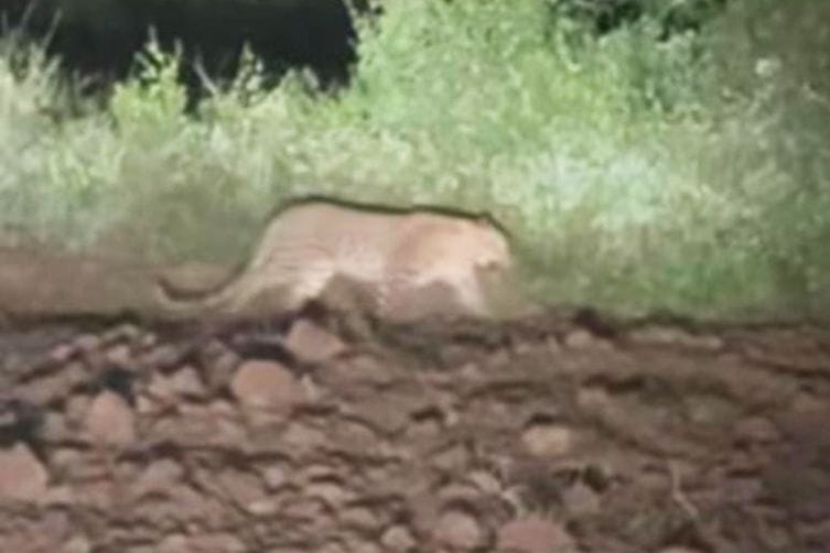 Villagers panic as leopard photo goes viral, forest department calls it fake