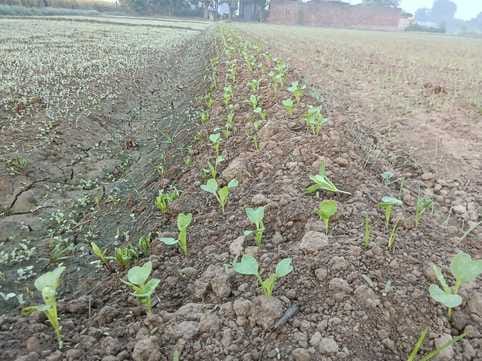 Himalayan Forest Research Institute: Farmers can cultivate mycorrhiza in pots, which provides nutrition to pla