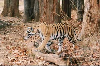 Damoh News: Tigress Kajri gave birth to cubs in Veerangna Rani Durgavati Tiger Reserve
