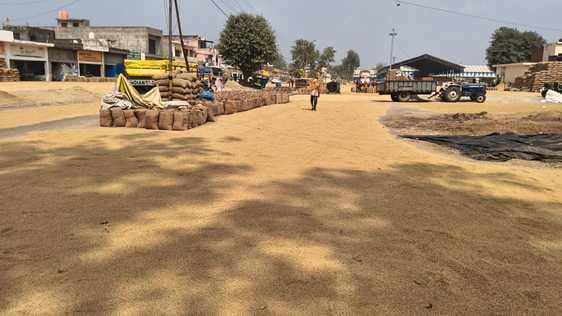 After the arrival of paddy in the grain markets decreased, the purchase increased.