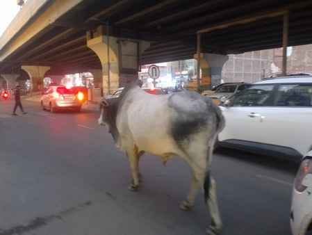 Stray animals roaming the streets are inviting accidents.