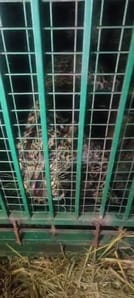 Leopard trapped in a cage in Murliwala