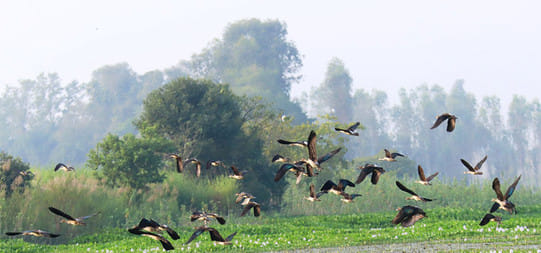 Siberian birds begin moving into Nepal's ponds