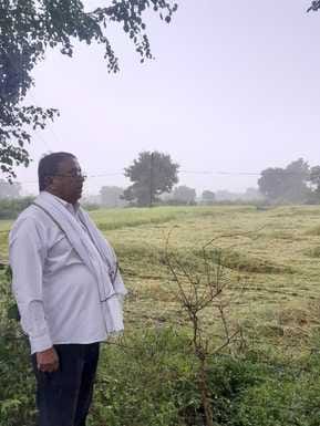 Paddy crop standing in the fields fell due to rain with strong wind