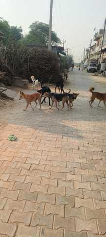 Stray dogs are a threat in the village, people are afraid to go out.