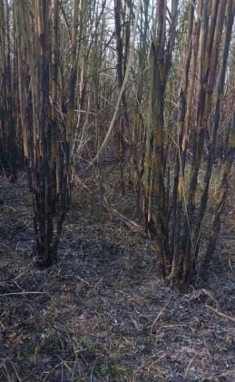 Fire spread due to burning of stubble, seven bighas of sugarcane burnt