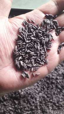 NIFTEM has developed millet rice, which diabetic patients can eat without any worry.