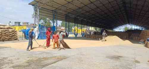 Paddy did not arrive in nine grain markets