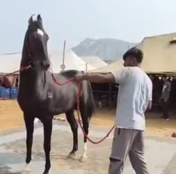 Mad Horse Attacks Three in Kanpur, Found Dead Inside Under-Construction House