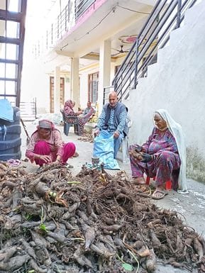Bumper crop of taro in Binga, farmers happy