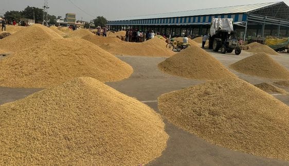 Paddy prices fell on the second day in the market due to lack of bidders.