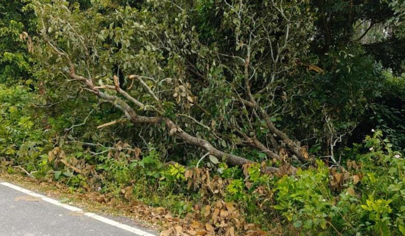 Herd of elephants wreak havoc, trample crops