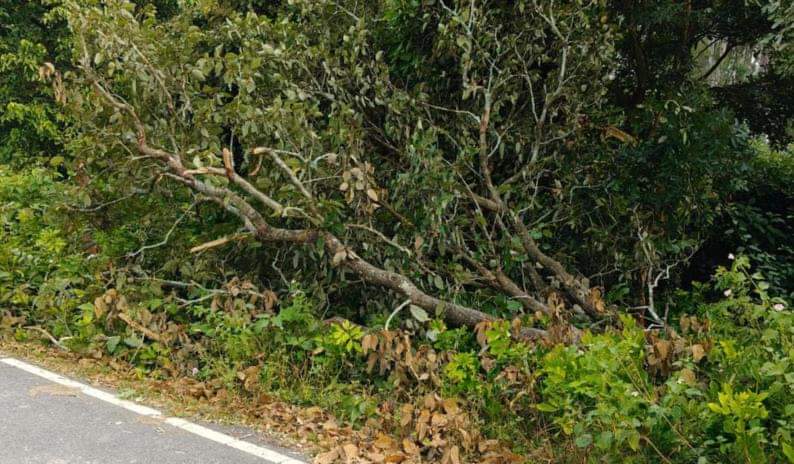 बिछिया-भवानीपुर मार्ग पर हाथियों द्वारा उखाड़ा गया पेड़।   -संवाद