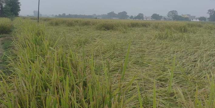  भदैंया क्षेत्र में बारिश से गिरी धान की फसल। 