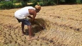 Rain soaks paddy crop, halts harvesting