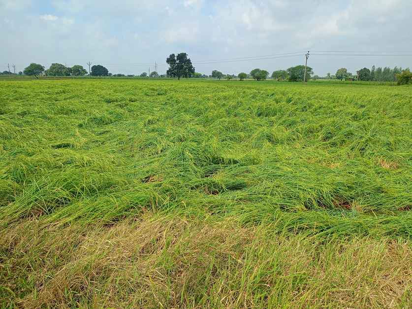 फोटो 27 एचएएमपी 22- सुमेरपुर क्षेत्र में बारिश के चलते जमींदोज धान की फसल। संवाद