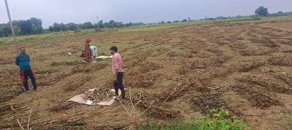 Farmers' hopes dashed, fear of crop loss
