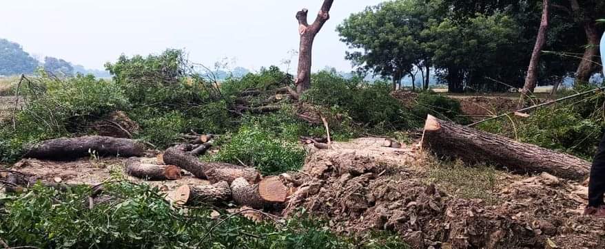 फोटो-34-जहांगीर नगर गहुरे के पास कटे पड़े नीम के पेड़। संवाद