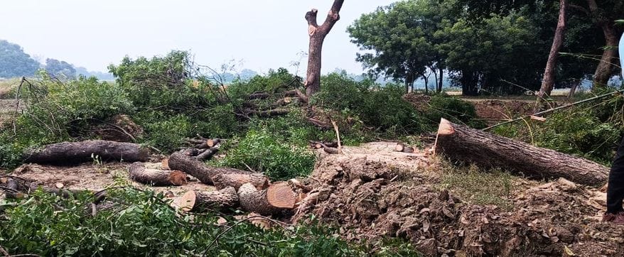 Five Trees Found Cut Near Field: Mystery Deepens Forest Department Begins Probe