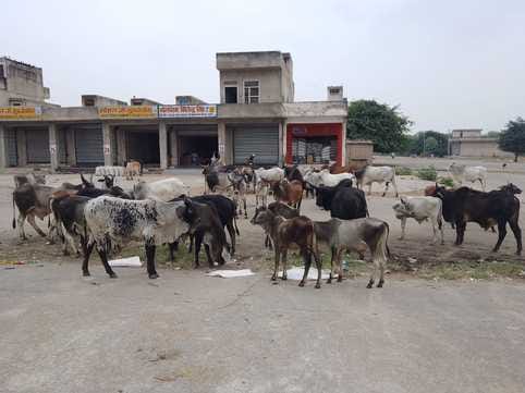 The market committee is keeping a watch on the farmers, cattle are roaming freely inside.