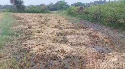 ग्वालियर चंबल अंचल में 24 घंटे से हो रही बारिश से फसल बर्बाद