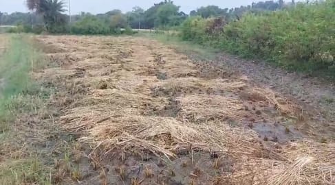 Disaster struck Datia, submerging paddy crops in several villages.