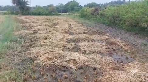 ग्वालियर चंबल अंचल में 24 घंटे से हो रही बारिश से फसल बर्बाद