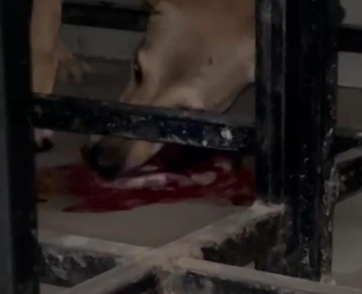 Shameful...Video of dog chewing on piece of meat in Civil Hospital goes viral, PMO says it's a sanitary pad