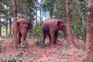 After Byawari, now more than a dozen elephants have arrived in Jaisinghnagar.