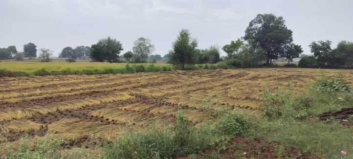 कस्बा सकीट में खेत में कटी पड़ी धान की फसल। संवाद