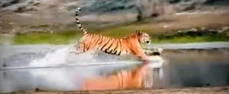 The tiger jumped into the river in search of prey.