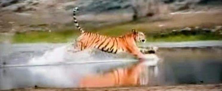 कतर्नियाघाट के आंबा घाट पर शिकार करता बाघ।     -स्रोत : ग्रामीण