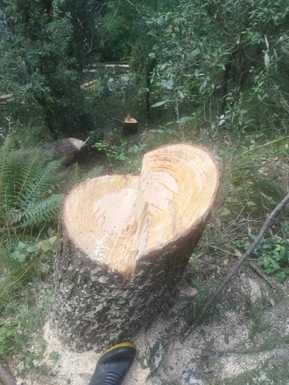 Twelve pieces of cedar were recovered,