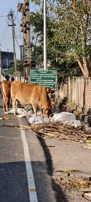 नगर पंचायत में सड्क किनारे लगा गंदगी का ढेर, मूंह मार रहे पशु। संवाद