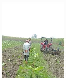One and a half acre banana crop ploughed after not getting a fair price