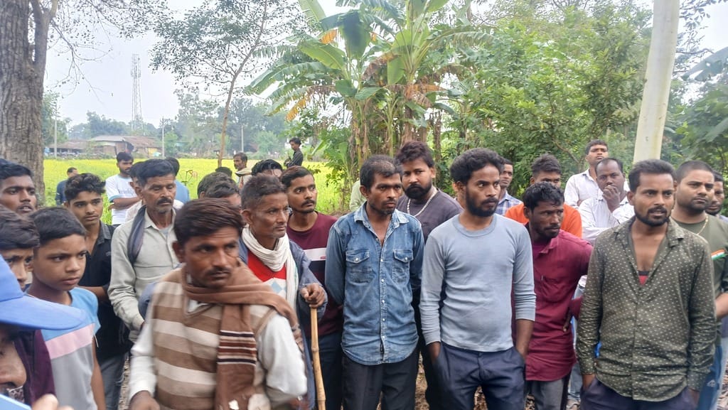 Tiger kills bull again in Semripurwa, villagers raise slogans