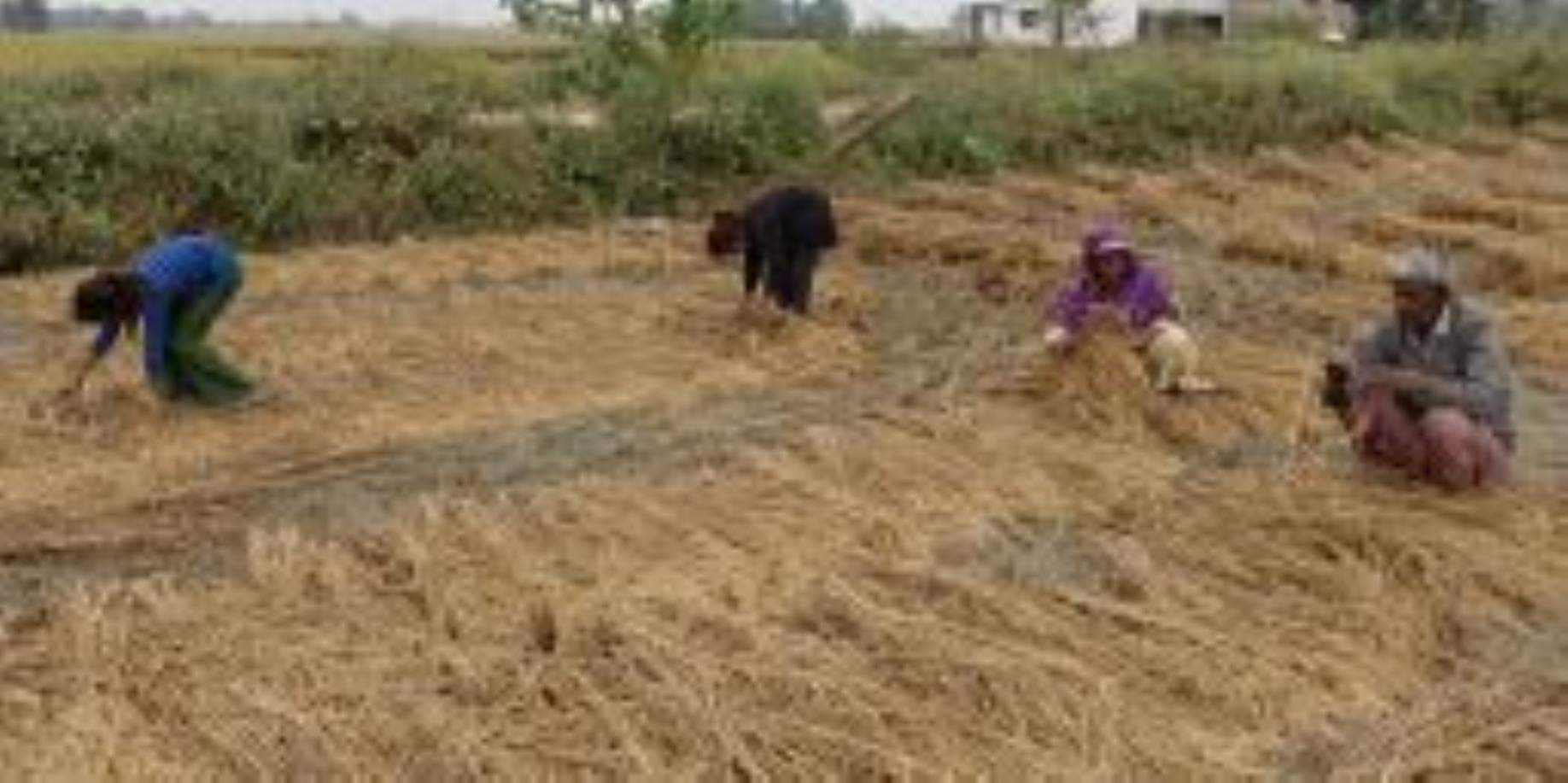 परसपुर के शिवनाथपुरवा में धान समेटने में जुटा किसान परिवार। - संवाद 