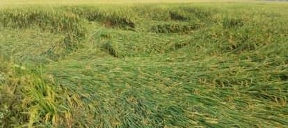 Winds have damaged crops, causing distress to farmers and damage to vegetables.