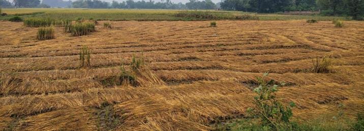 Drizzle increases farmers' worries
