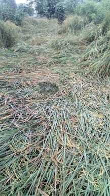 Montha's impact: Heavy rain warnings in these Uttar Pradesh districts today, mercury plummets in Lucknow and o