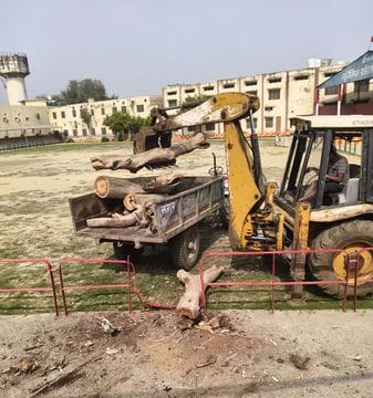 Effect of the order to cut down trees standing haphazardly