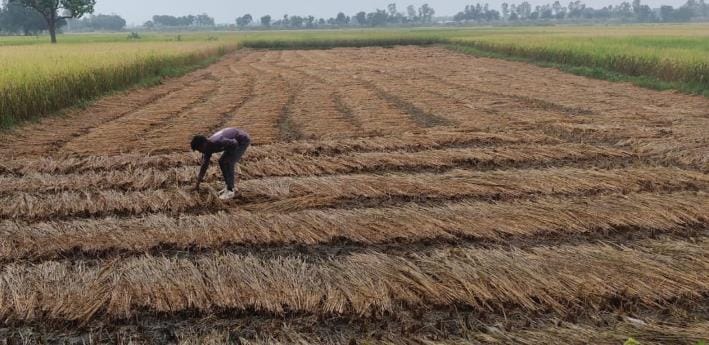 Badra rains intermittently, temperature drops, damage to paddy crop