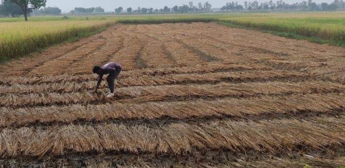 अलीगंज क्षेत्र में खेत में काटी गई धान की भीगी फसल को निहारता किसान। 