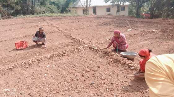 Vegetable seeds will be distributed to farmers of six panchayats.
