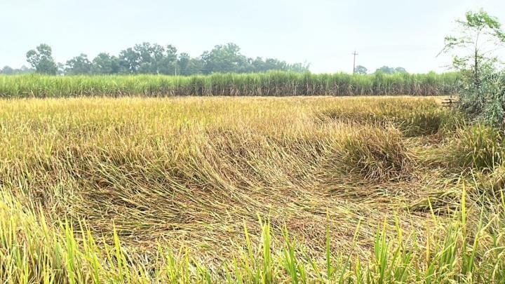 Cold wave hits amid drizzle, damages paddy